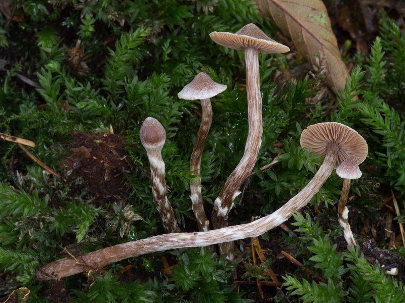 Cortinarius alnetorum